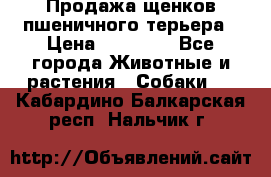 Продажа щенков пшеничного терьера › Цена ­ 30 000 - Все города Животные и растения » Собаки   . Кабардино-Балкарская респ.,Нальчик г.